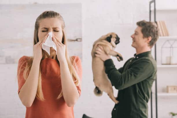 Les allergies aux chiens et aux chats peuvent être une source d'inconfort pour de nombreuses personnes. Les symptômes courants comprennent des éternuements, une congestion nasale, des démangeaisons et des éruptions cutanées. Il est important de prendre des mesures pour minimiser l'exposition aux allergènes des animaux de compagnie, tels que des nettoyages fréquents et l'utilisation de filtres à air. Si les symptômes persistent, il est important de consulter un médecin ou un allergologue pour déterminer le traitement approprié.