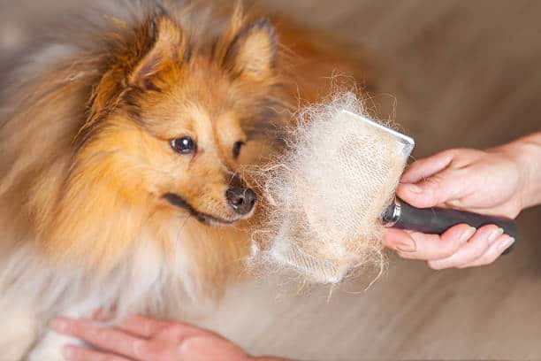 brosse à chien pleine de poils