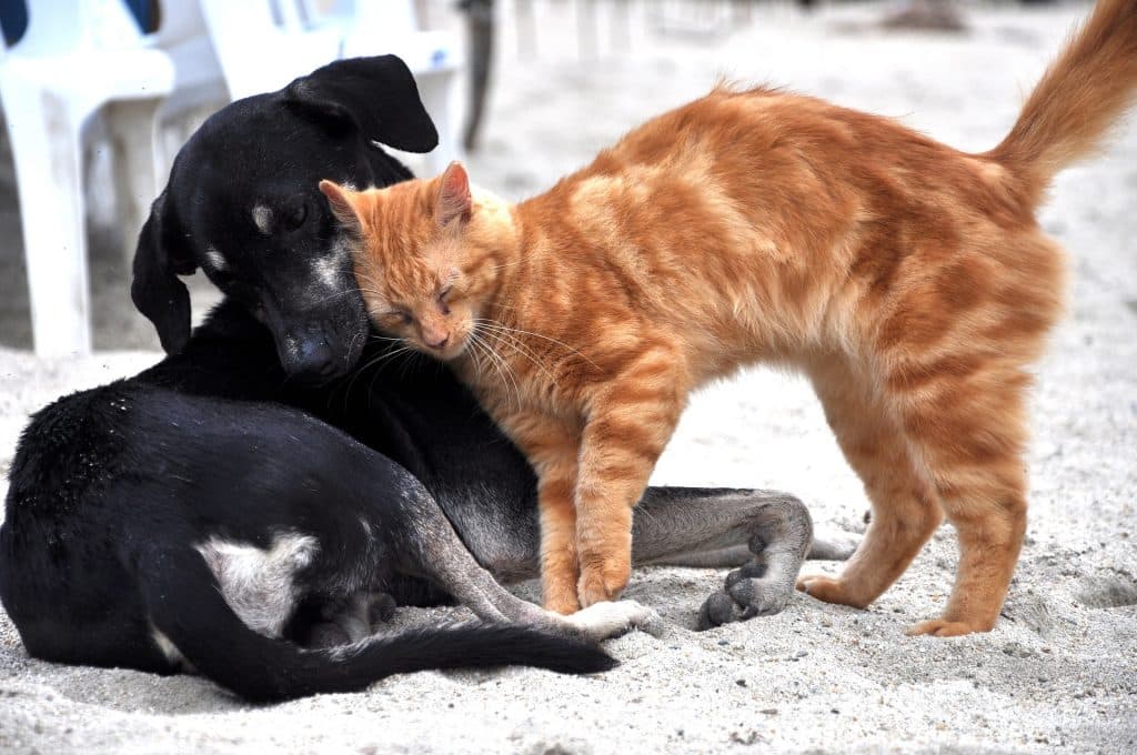 Câlin entre un chien et un chat qui cohabitent