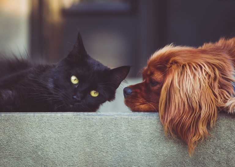 Comment faire cohabiter un chien et un chat