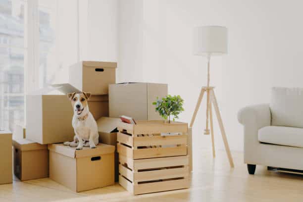 Facilitez votre déménagement avec votre chien grâce à nos conseils pratiques. Découvrez-les maintenant.