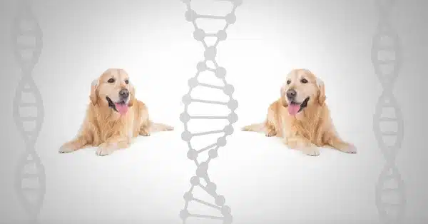 Test ADN pour chien