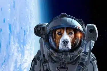 Premier chien dans l'espace