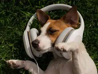 chien écoute de la musique