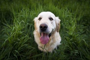 Un chien heureux. 5 astuces pour une longue vie de chien