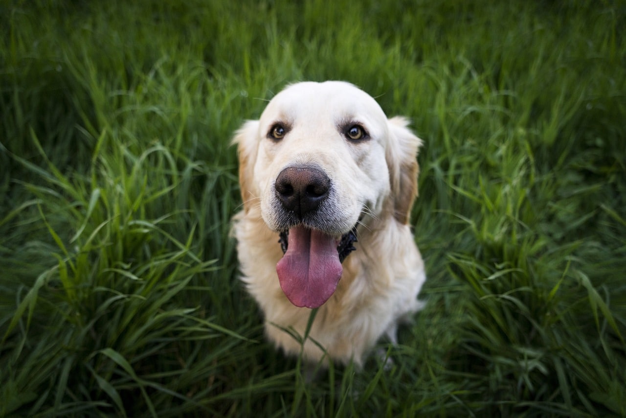 Un chien heureux. 5 astuces pour une longue vie de chien