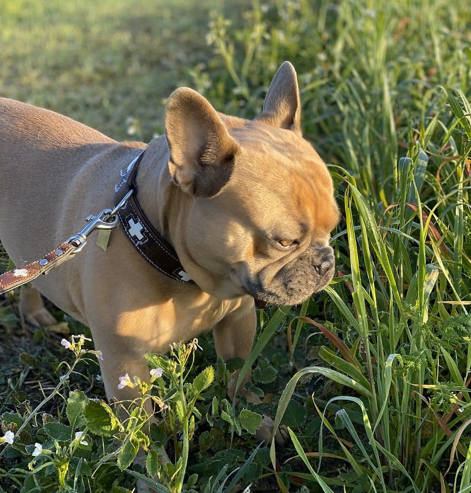 Chien bulldog mange de l'herbe