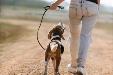 Tout savoir sur la durée idéale des promenades pour votre chien en fonction de différents facteurs.