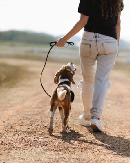 Tout savoir sur la durée idéale des promenades pour votre chien en fonction de différents facteurs.