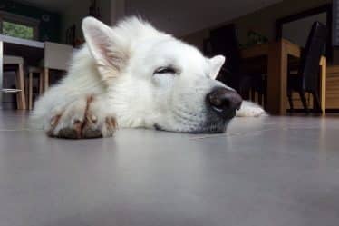 Combien de temps dort un chien