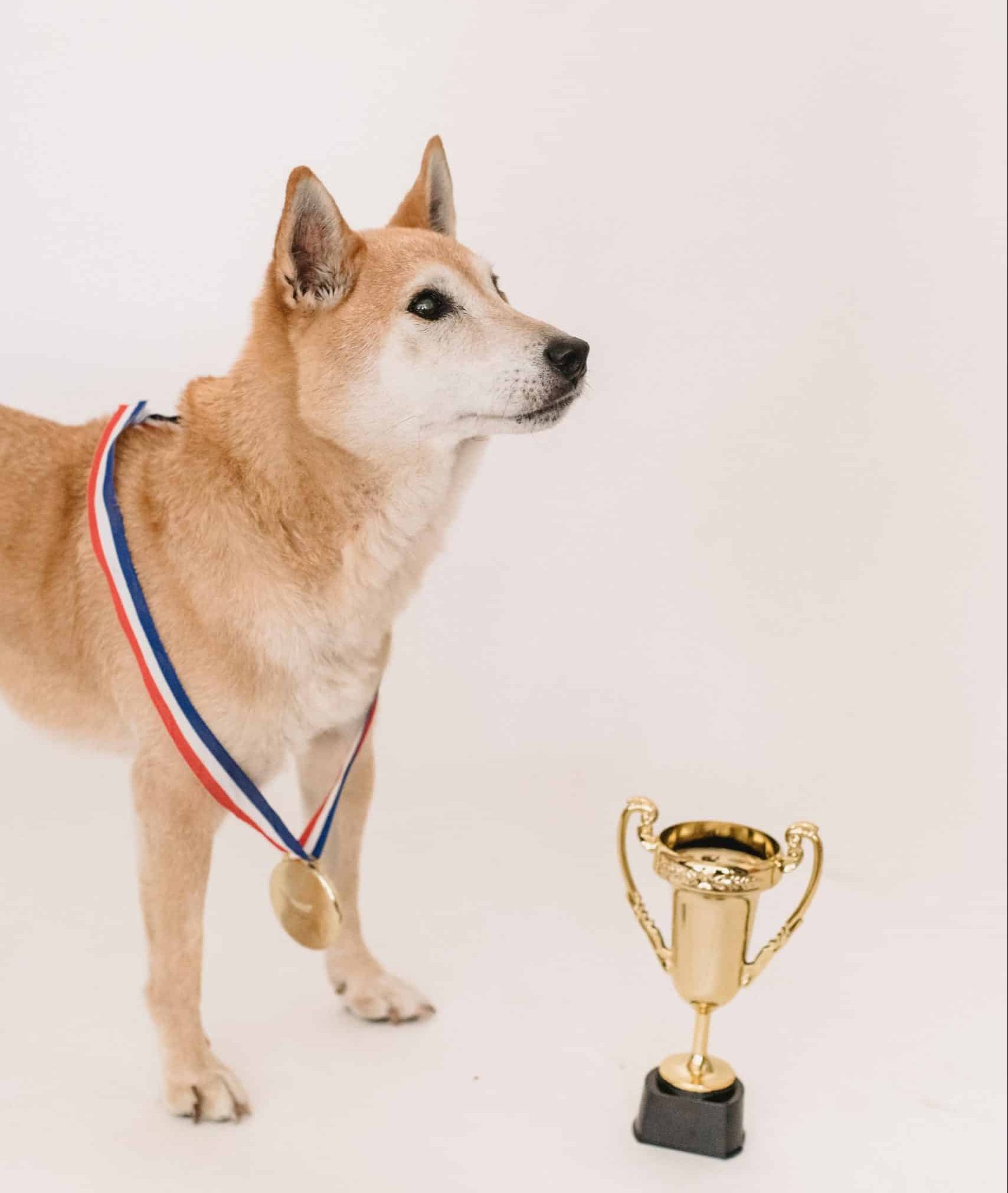 concours canin
