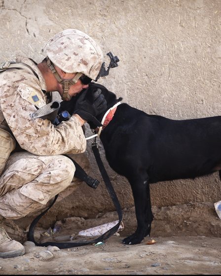 le rôle crucial des chiens militaires dans les opérations de sécurité