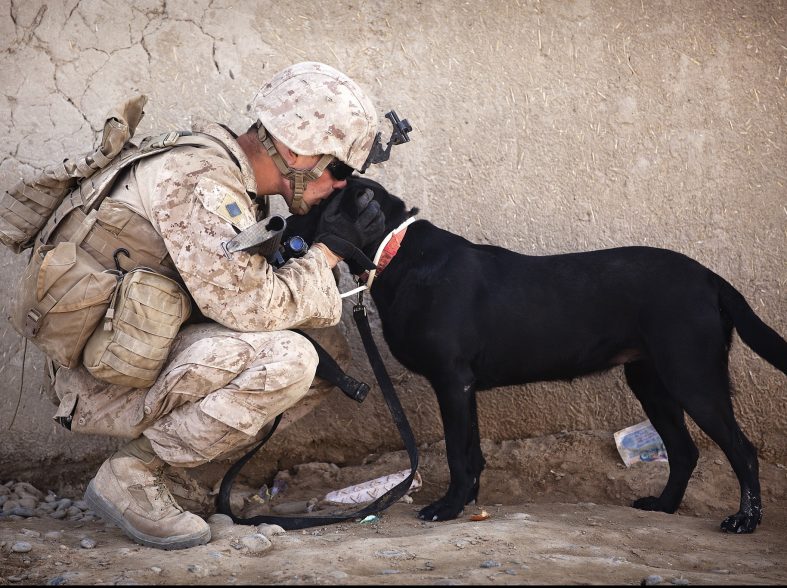 le rôle crucial des chiens militaires dans les opérations de sécurité